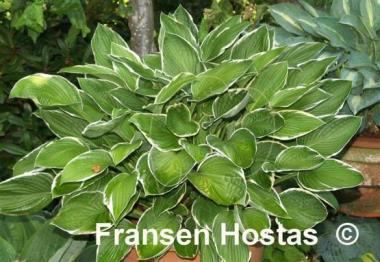 Hosta Green Gold
