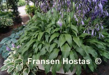 Hosta Green Kabitan