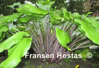 Hosta Green Lava