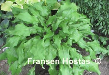 Hosta Green Lava