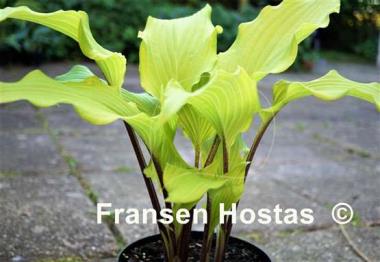 Hosta Green Lava