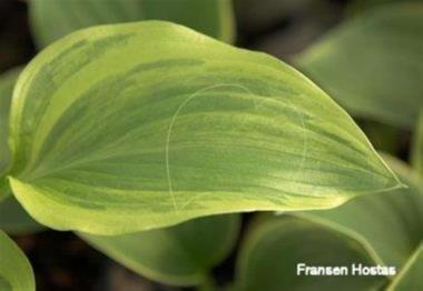 Hosta Green Marmalade