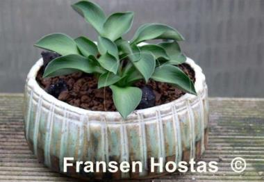 Hosta Green Mouse Ears