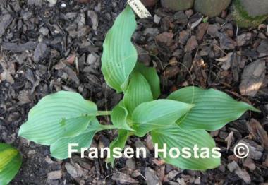 Hosta Green Piecrust
