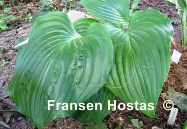 Hosta Green Sheen