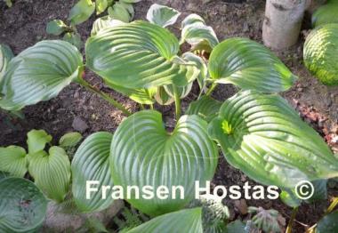 Hosta Green Sheen