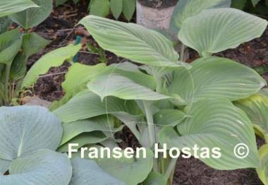 Hosta Green Sheen