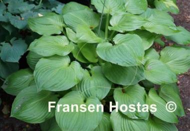 Hosta Green Sleeve