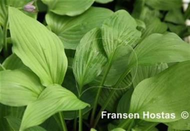 Hosta Green Smash