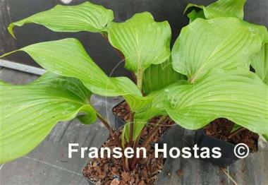Hosta Green Sparkler