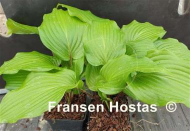 Hosta Green Sparkler