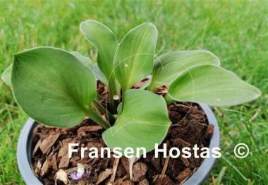 Hosta Green Thumb