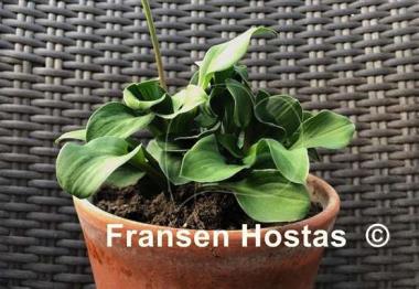 Hosta Green Thumb