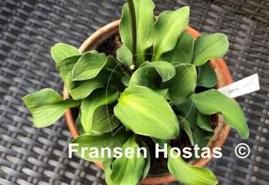 Hosta Green Thumb