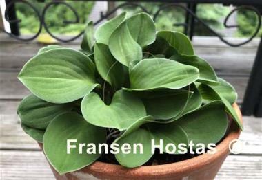 Hosta Green Thumb