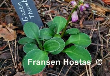 Hosta Green Thumb