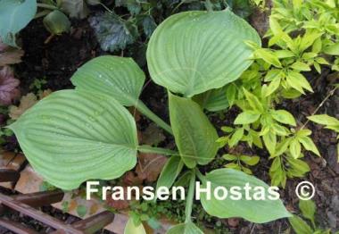 Hosta Green Velveteen