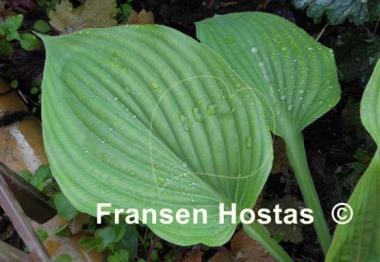 Hosta Green Velveteen