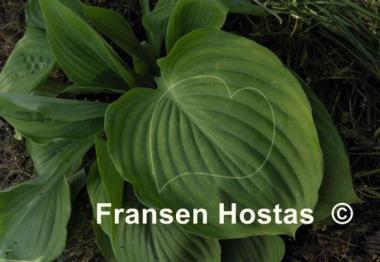 Hosta Green Velveteen
