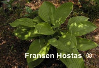 Hosta Green Velveteen