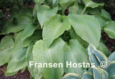 Hosta Green Velveteen