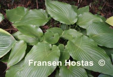 Hosta Green Velveteen