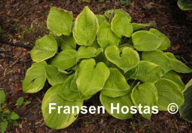 Hosta Green Wedge