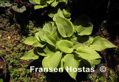 Hosta Green Wedge