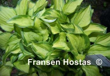 Hosta Green with Envy
