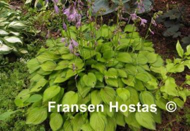Hosta Green with Envy