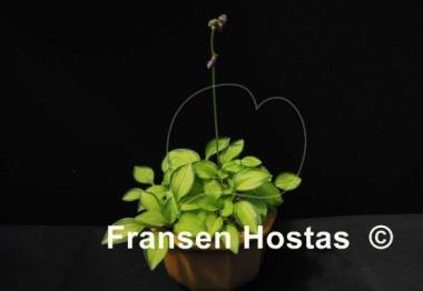 Hosta Green with Envy