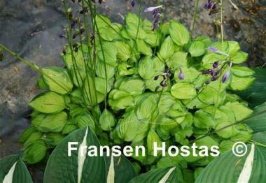 Hosta Green with Envy