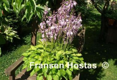 Hosta Green with Envy