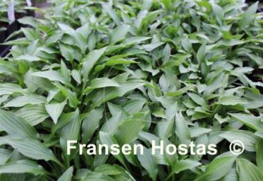 Hosta Greenie Weenie Bikini