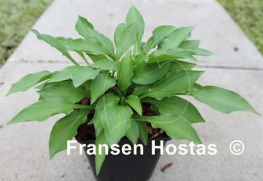 Hosta Greenie Weenie Bikini