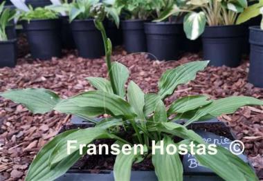 Hosta Greenie Weenie Bikini