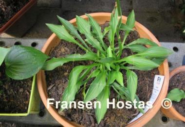 Hosta Greenie Weenie Bikini