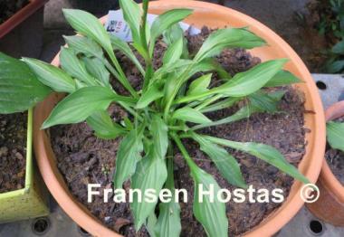Hosta Greenie Weenie Bikini