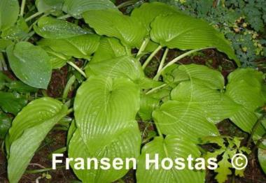 Hosta Greenwood