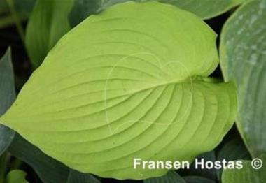 Hosta Greenwood