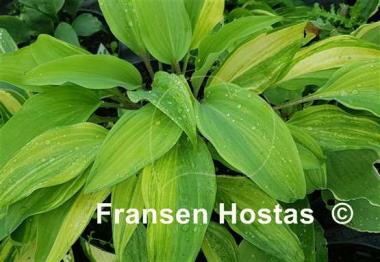 Hosta Gretchen's Rainbow