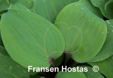 Hosta Gretchen's Grace