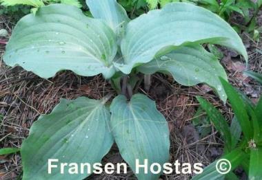 Hosta Gretchen's Grace
