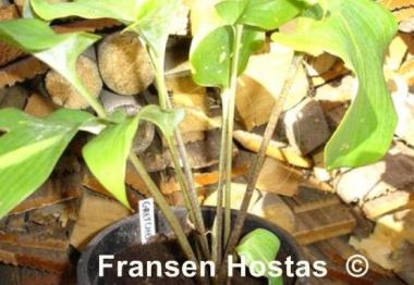 Hosta Gretchen's Grace