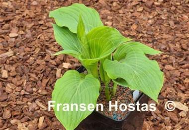 Hosta Grey Area