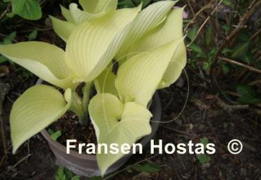 Hosta Grey Ghost