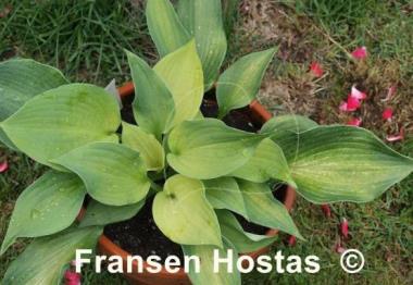 Hosta Grey Ghost