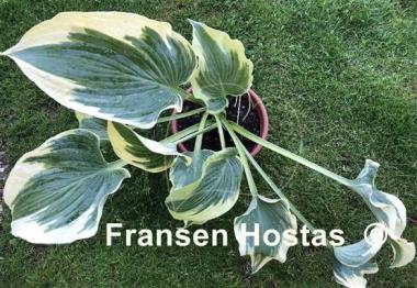 Hosta Grey Glacier