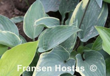 Hosta Grey Glacier