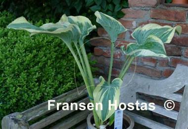 Hosta Grey Glacier
